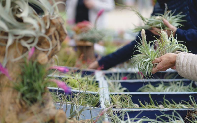 Bassanonet.it Torna Rara Pianta la mostra mercato di piante rare al Giardino Parolini