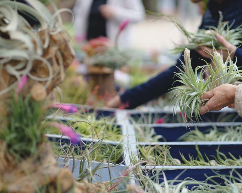 Bassanonet.it Torna Rara Pianta la mostra mercato di piante rare al Giardino Parolini