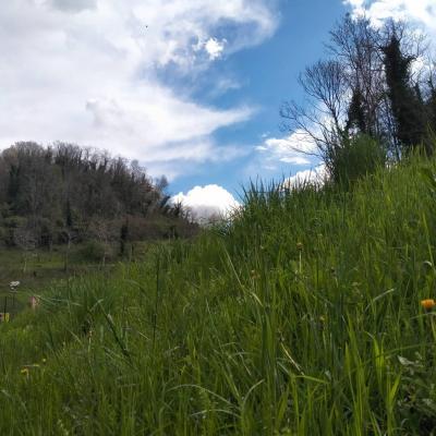 Bassanonet.it Parola di Pfinco