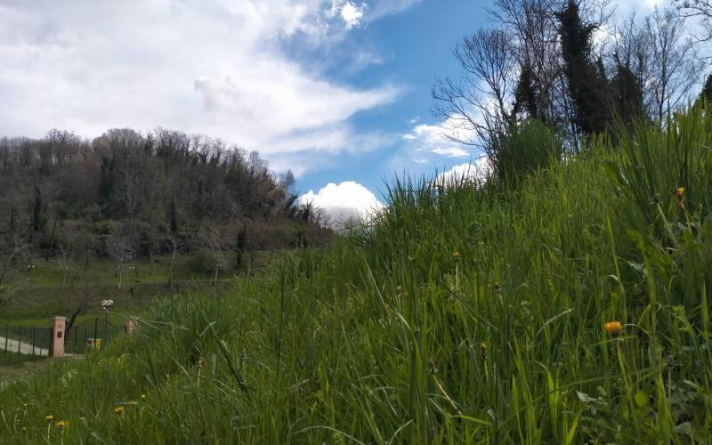 Bassanonet.it Parola di Pfinco