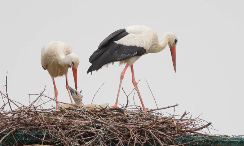 Bassanonet.it - Foto di Fabio Moretto e Paolo Vacilotto dell’associazione Lipu