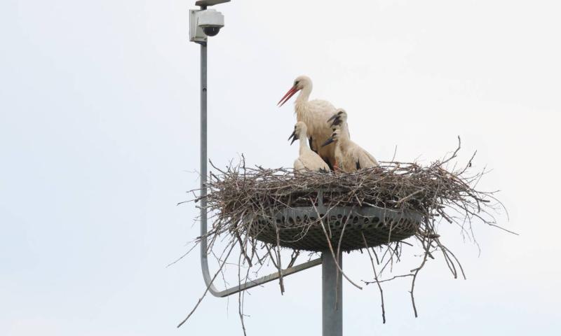 Bassanonet.it - Foto di Fabio Moretto e Paolo Vacilotto dell’associazione Lipu