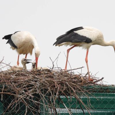 Bassanonet.it Mi ha portato la cicogna