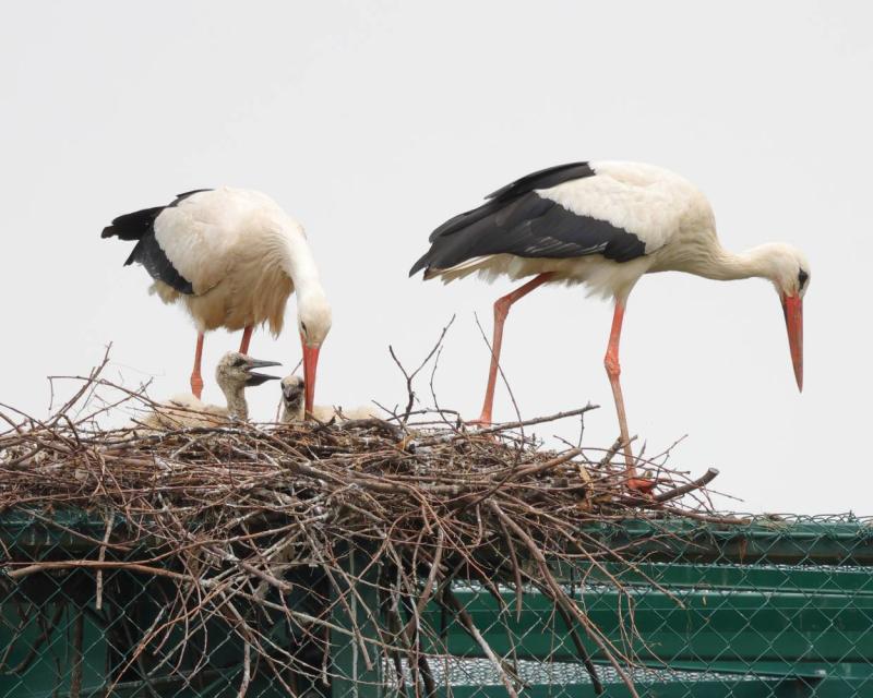 Bassanonet.it Mi ha portato la cicogna