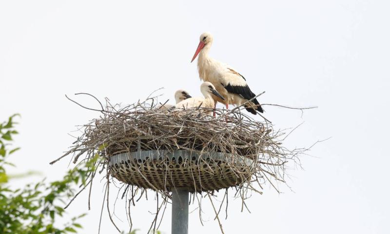 Bassanonet.it - Foto di Fabio Moretto e Paolo Vacilotto dell’associazione Lipu