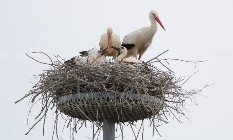 Bassanonet.it - Foto di Fabio Moretto e Paolo Vacilotto dell’associazione Lipu