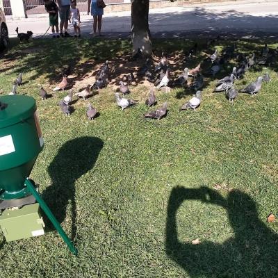 Bassanonet.it Mai dire mais