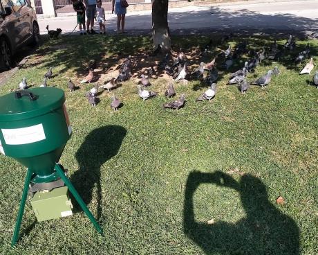 Bassanonet.it Mai dire mais