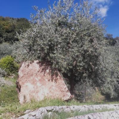 Bassanonet.it Il massone
