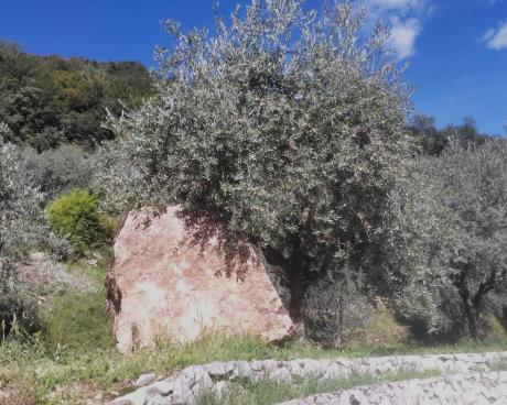 Bassanonet.it Il massone