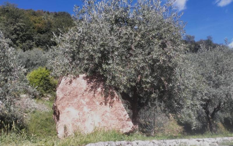 Bassanonet.it Il massone