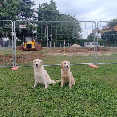 Bassanonet.it Quella mattina di un giorno da cani