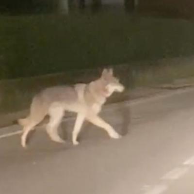 Bassanonet.it Attenti al cane