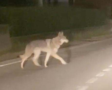 Bassanonet.it Attenti al cane