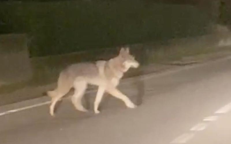 Bassanonet.it Attenti al cane