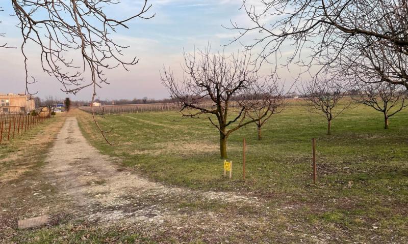 Bassanonet.it - L'area agricola interessata dal progetto (foto di Renzo Masolo)