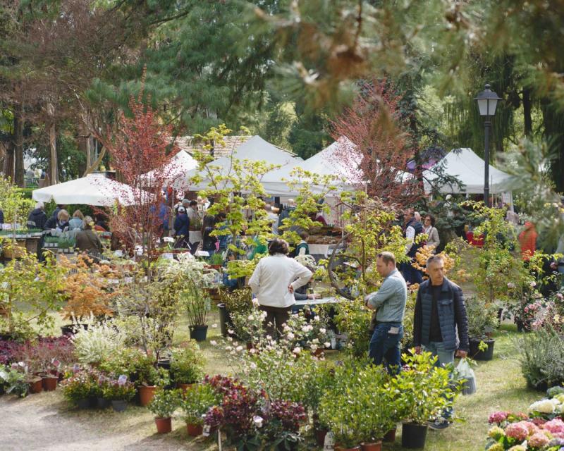 Bassanonet.it Torna Di Rara Pianta