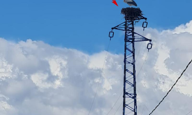 Bassanonet.it - I due nidi di cicogne in via Cesare Battisti a Cassola