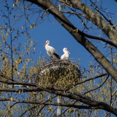 Bassanonet.it Le cicogne della RAASM