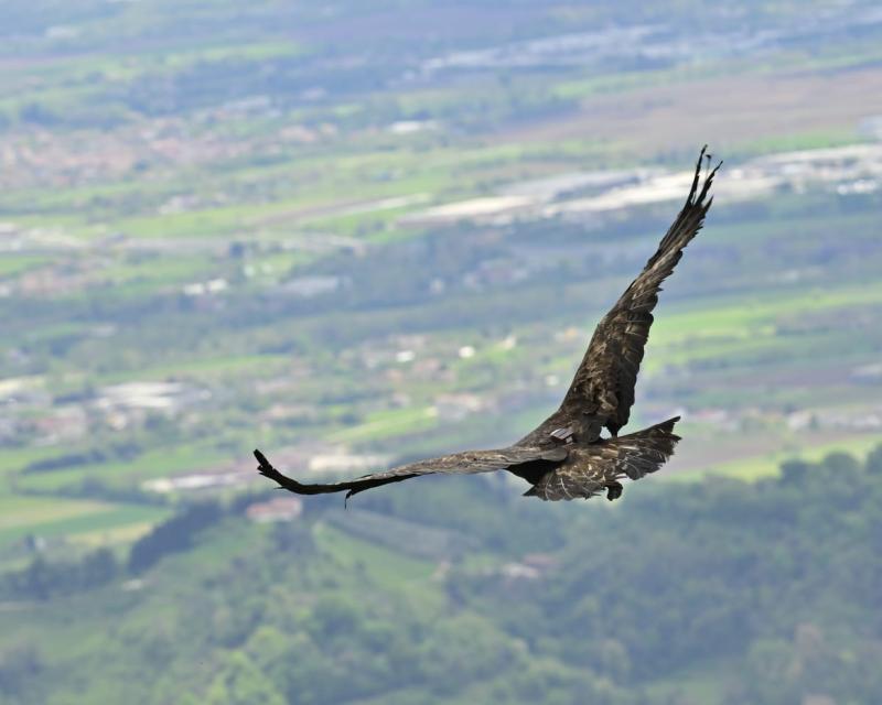 Bassanonet.it Meeting di Volo Libero