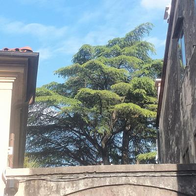 Bassanonet.it O Chioma O Morte