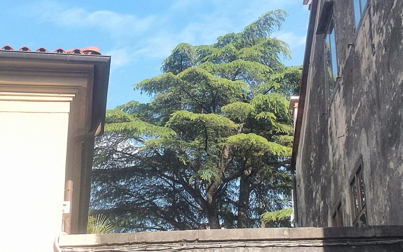 Bassanonet.it O Chioma O Morte