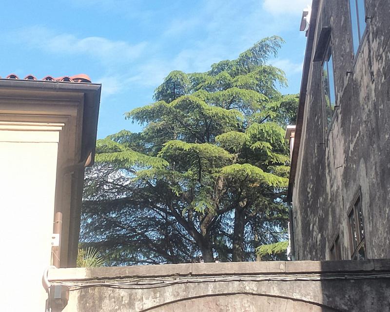 Bassanonet.it O Chioma O Morte