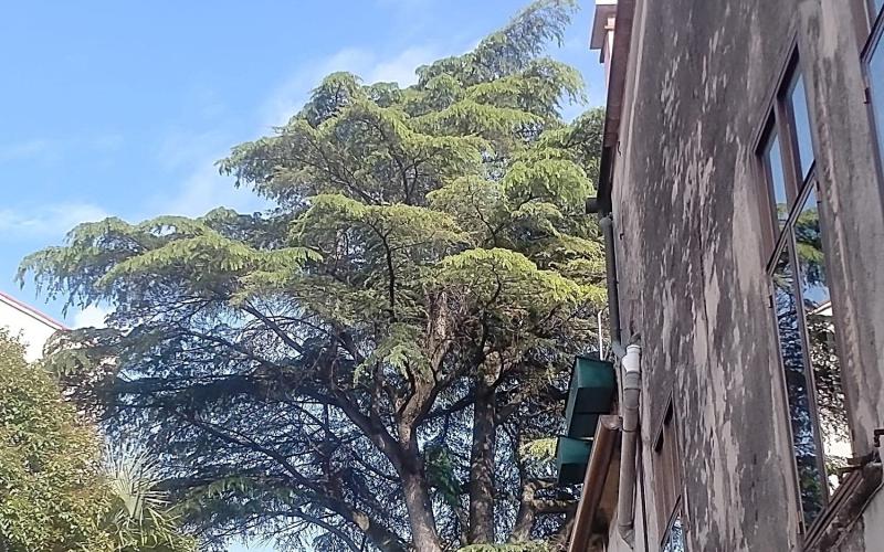 Bassanonet.it Licenziato in tronco