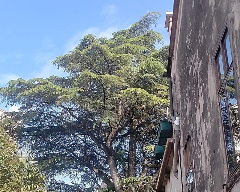 Bassanonet.it Licenziato in tronco