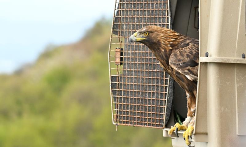 Bassanonet.it - L'aquila reale in uscita dalla gabbia
