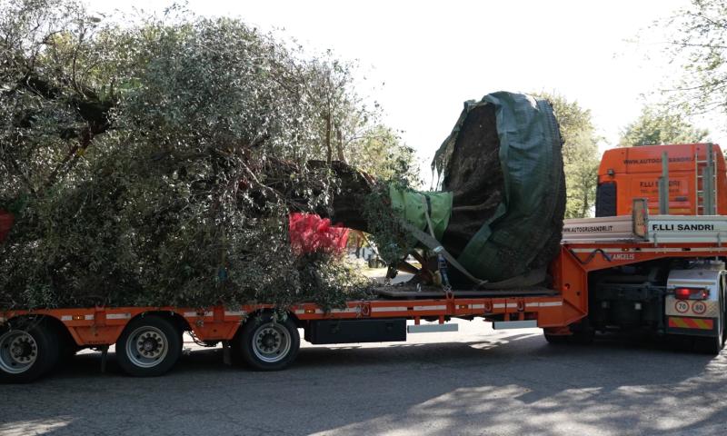 Bassanonet.it - L'ulivo regalato a Giovanni Menon da tutti i dipendenti