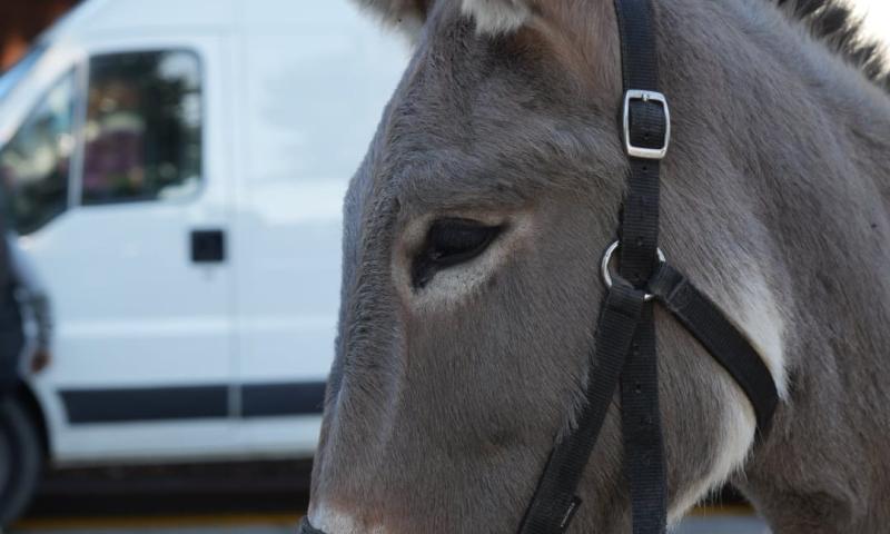 Bassanonet.it - Foto Dario Vanin