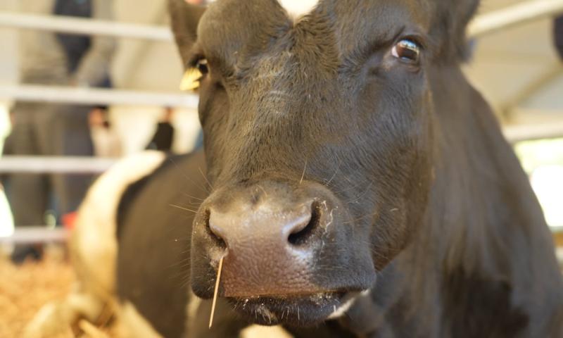 Bassanonet.it - Foto Dario Vanin