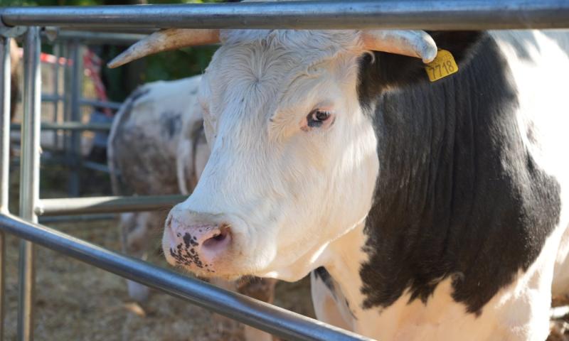 Bassanonet.it - Foto Dario Vanin