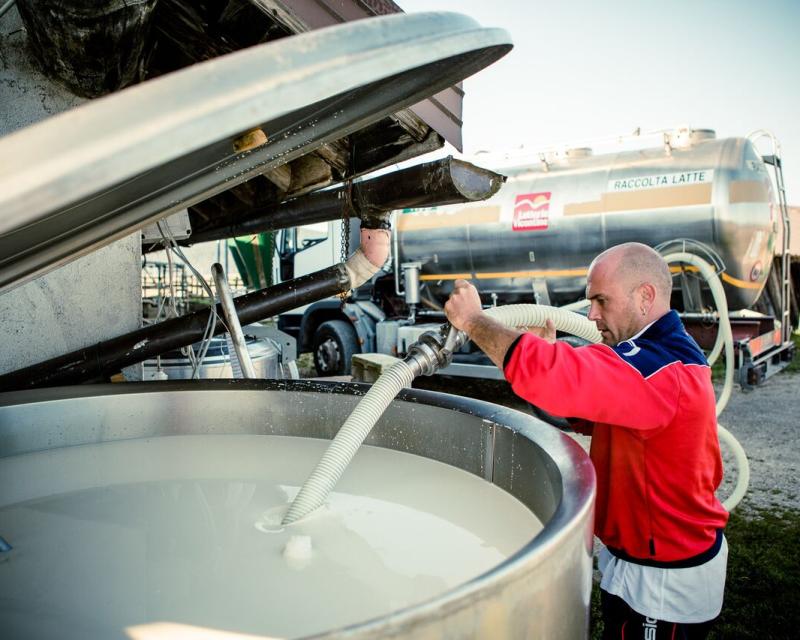 Bassanonet.it Crisi del latte, il Veneto punta alla regolazione delle stalle