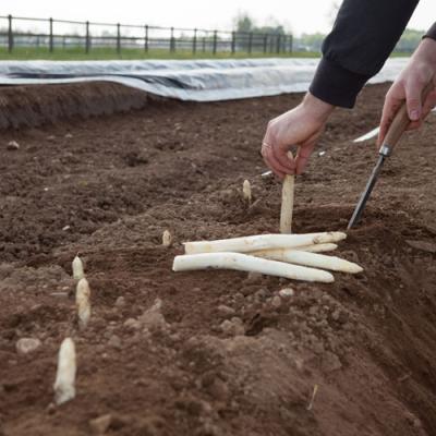 Bassanonet.it “No agli asparagi precoci”