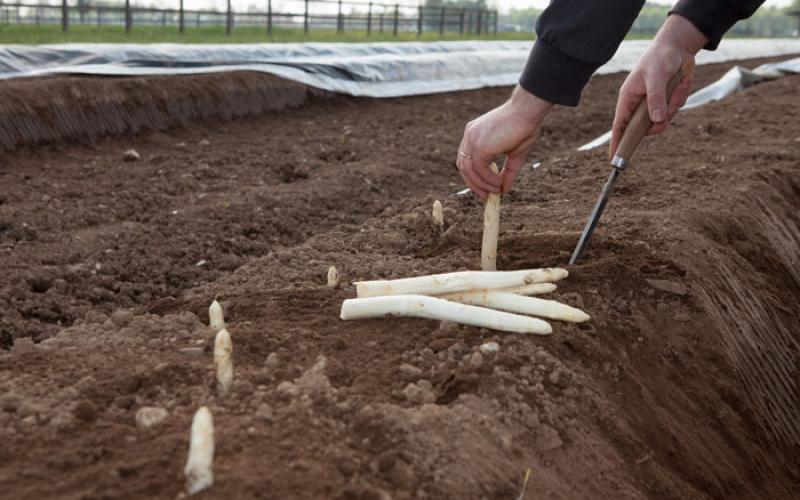 Bassanonet.it “No agli asparagi precoci”