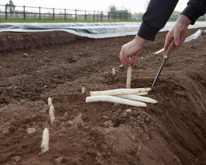 Bassanonet.it “No agli asparagi precoci”