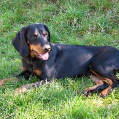 Bassanonet.it Rabbia silvestre,vietata la circolazione dei cani sul Massiccio del Grappa