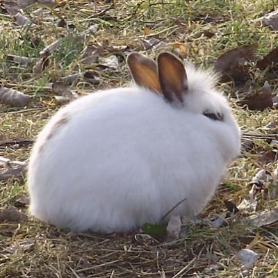 Bassanonet.it Pasqua con i tuoi