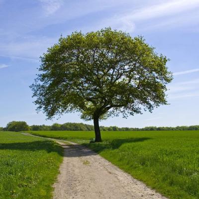 Bassanonet.it Sugli alberi