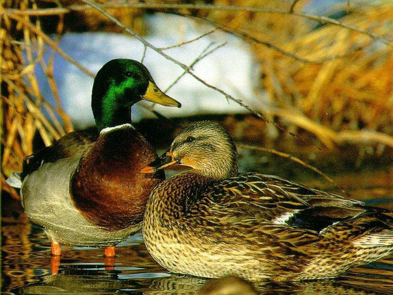 Anatre morte a Crosara di Nove: si esclude l'influenza aviaria
