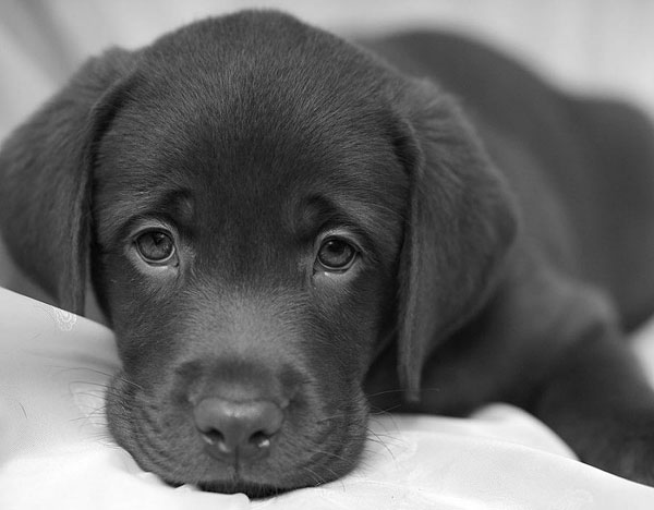“Canili aperti”: l'occasione buona per adottare un cane