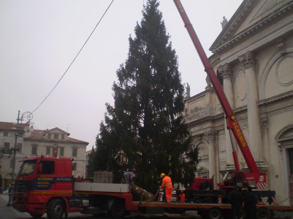 Bassano accoglie l'albero di Natale