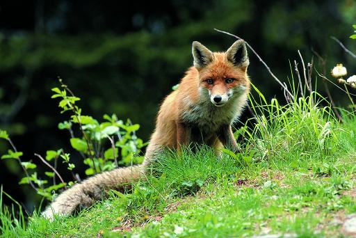 Il vaccino antirabbia arriva dal cielo