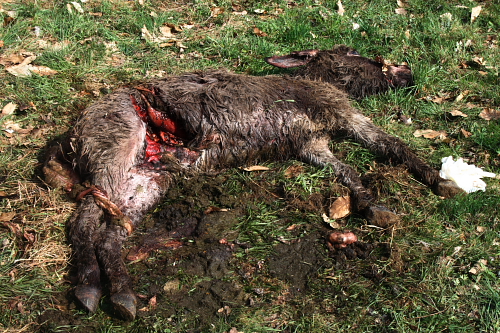La storia dell'Orso