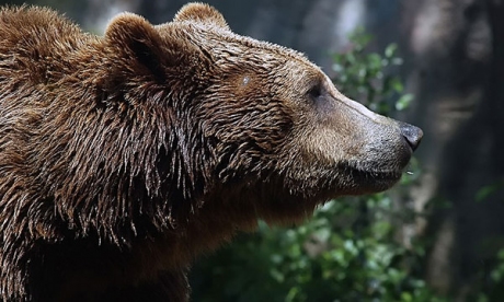 “L'orso Dino va allontanato”