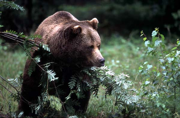 WWF: “L'orso Dino una ricchezza per il paese. Convivere con lui è possibile”