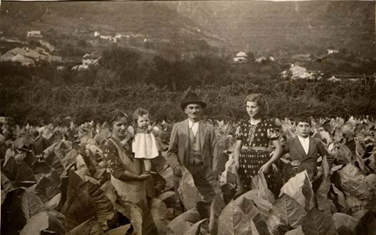 Storie e memorie di una foglia di tabacco
