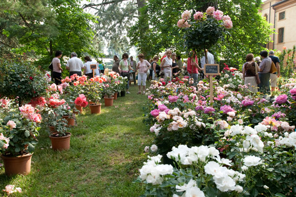 8a edizione "Rose in Villa Giusti"